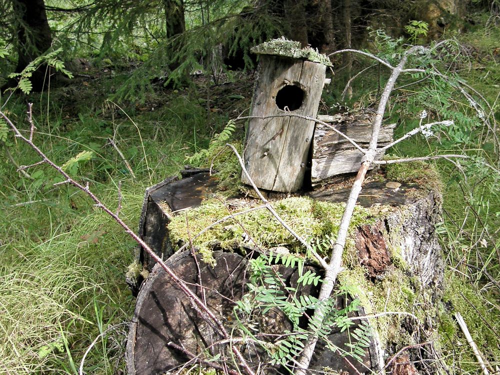 linnunp�ntt�