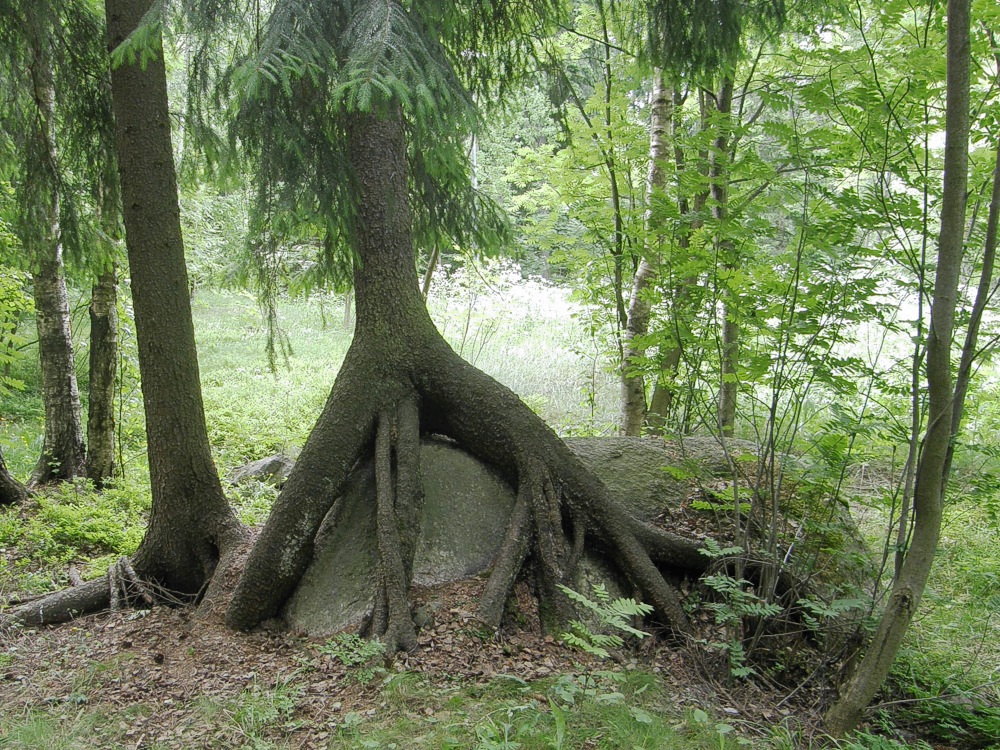 Puu ja kivi