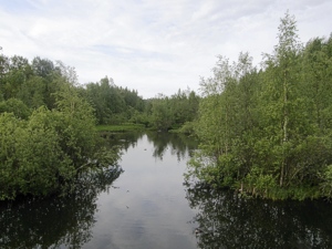 Maisema