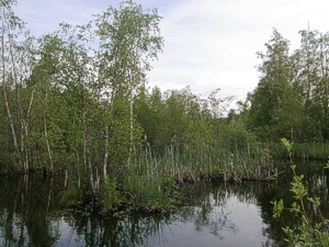 Maisema