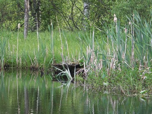 Maisema