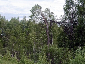 Maisema