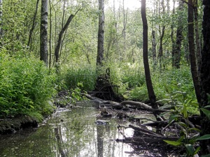 Maisema