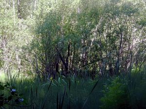 Maisema