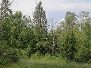 Maisema
