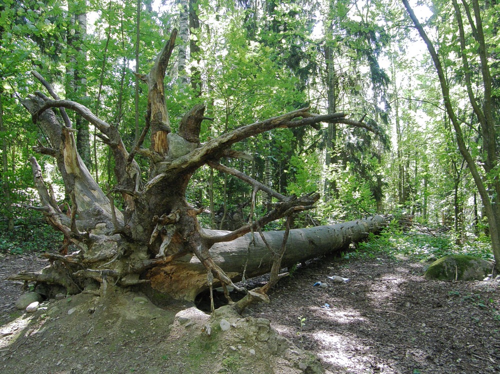 Maisema