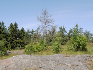 Maisema