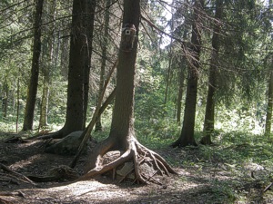 Puu, p�ntt� ja juurakko
