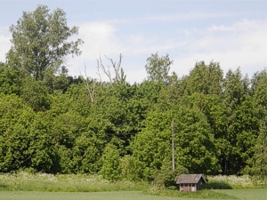 Maisema