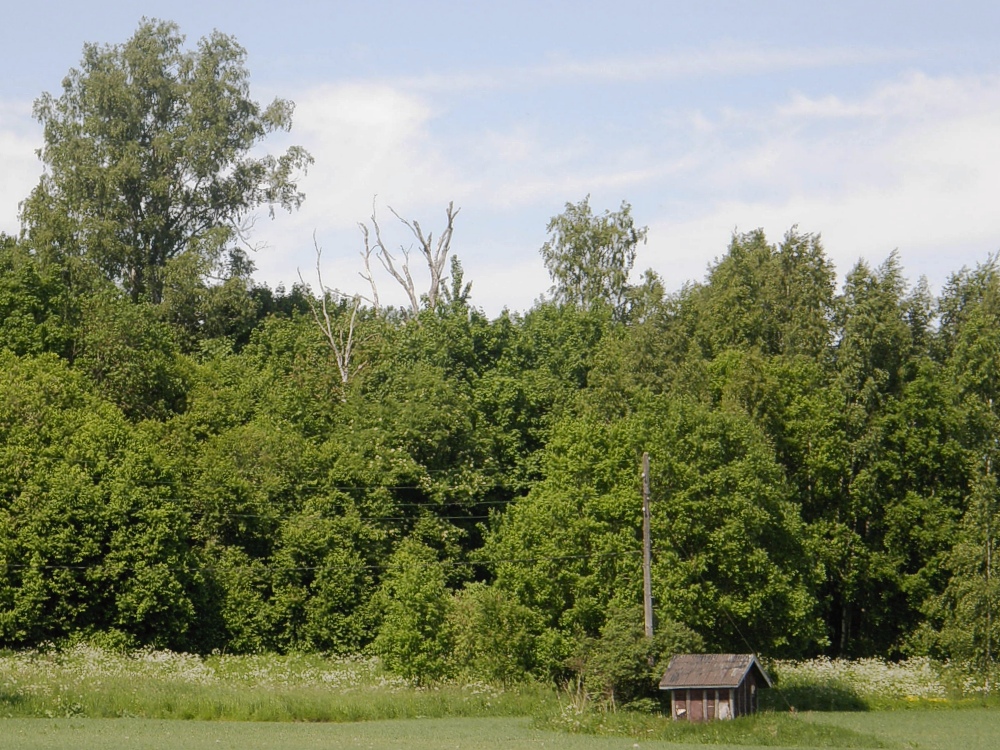 Maisema