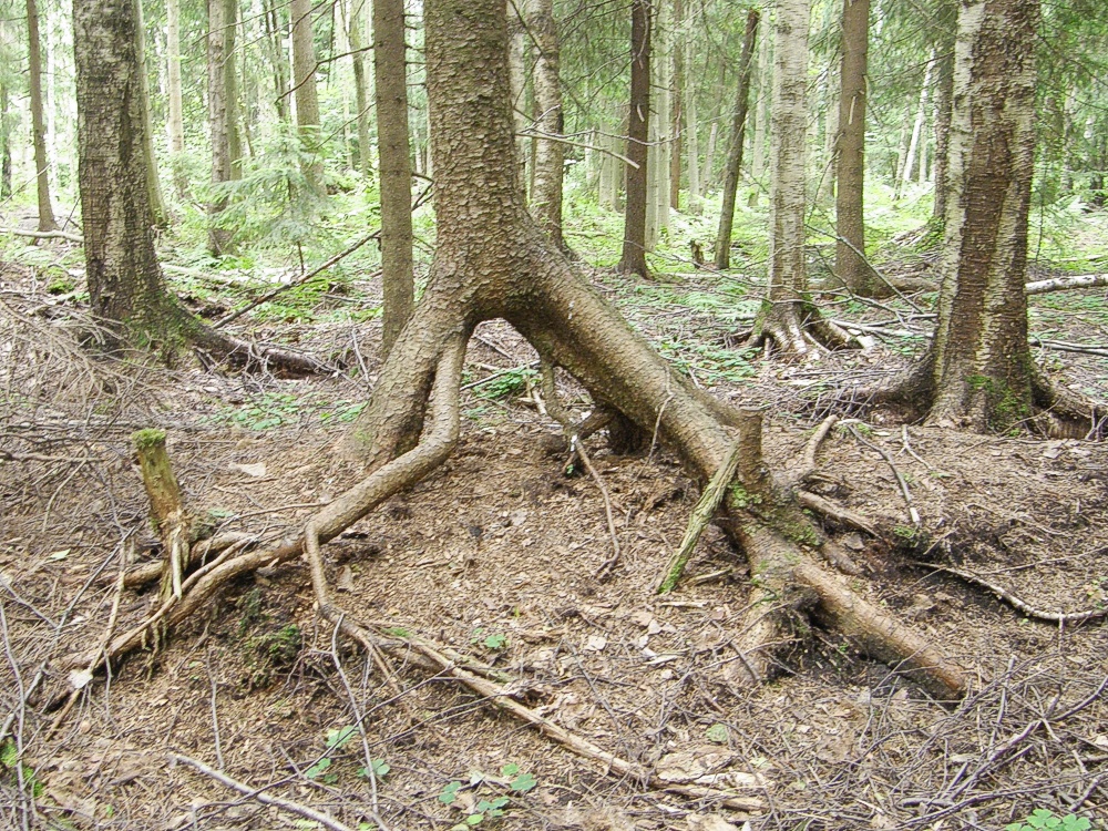 maisema