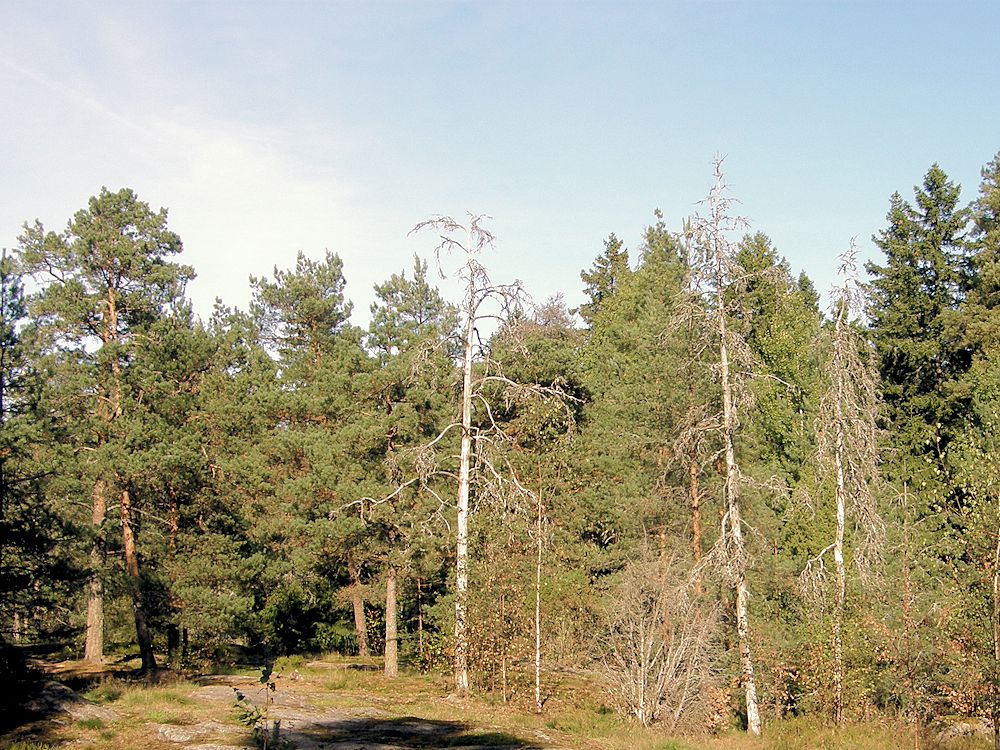 Maisema