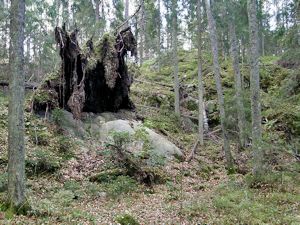 Maisema