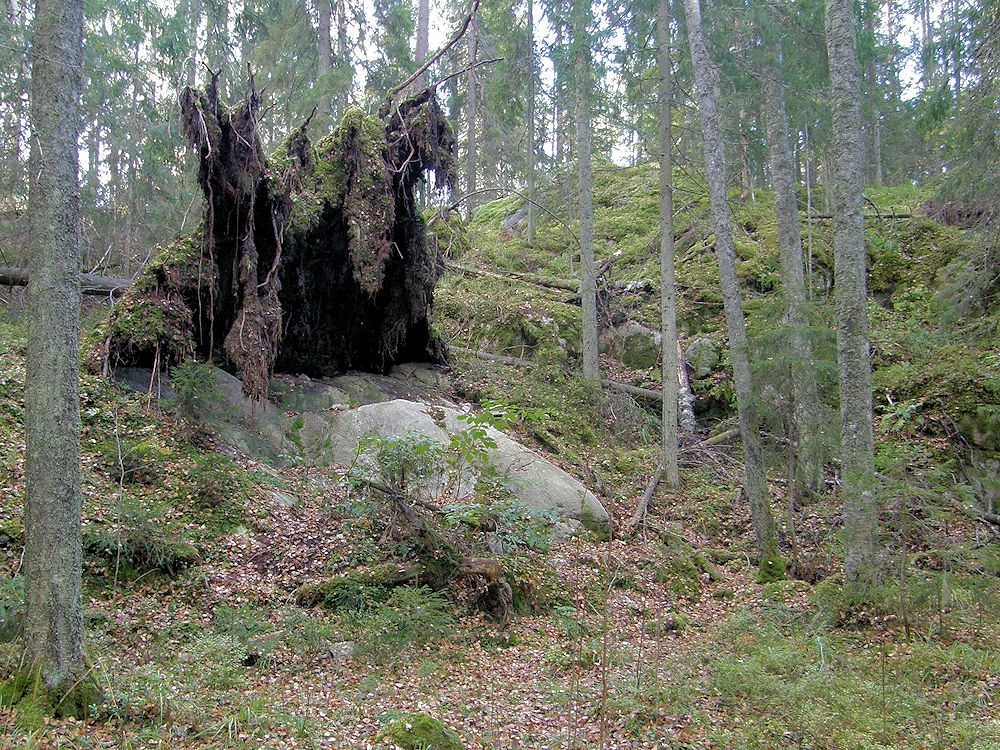 Maisema