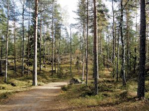 Maisema