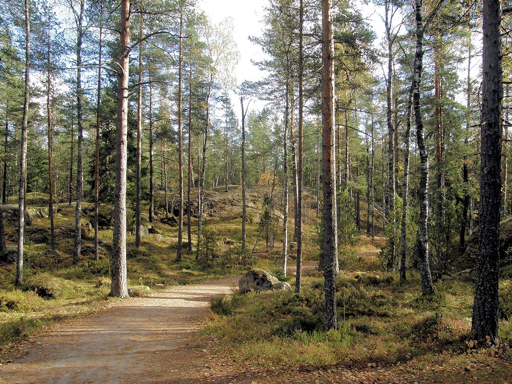 Maisema