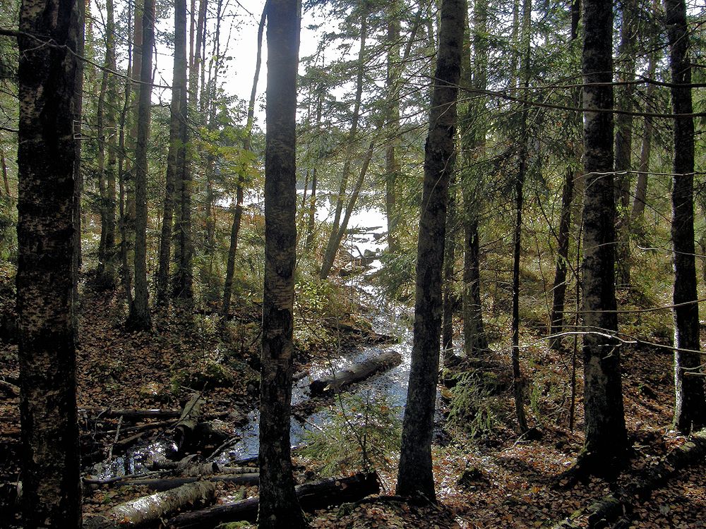 Maisema