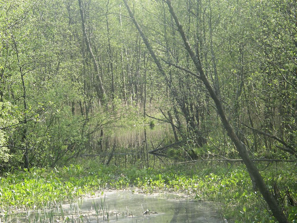 Maisema