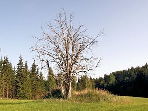 maisema