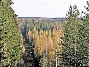 maisema