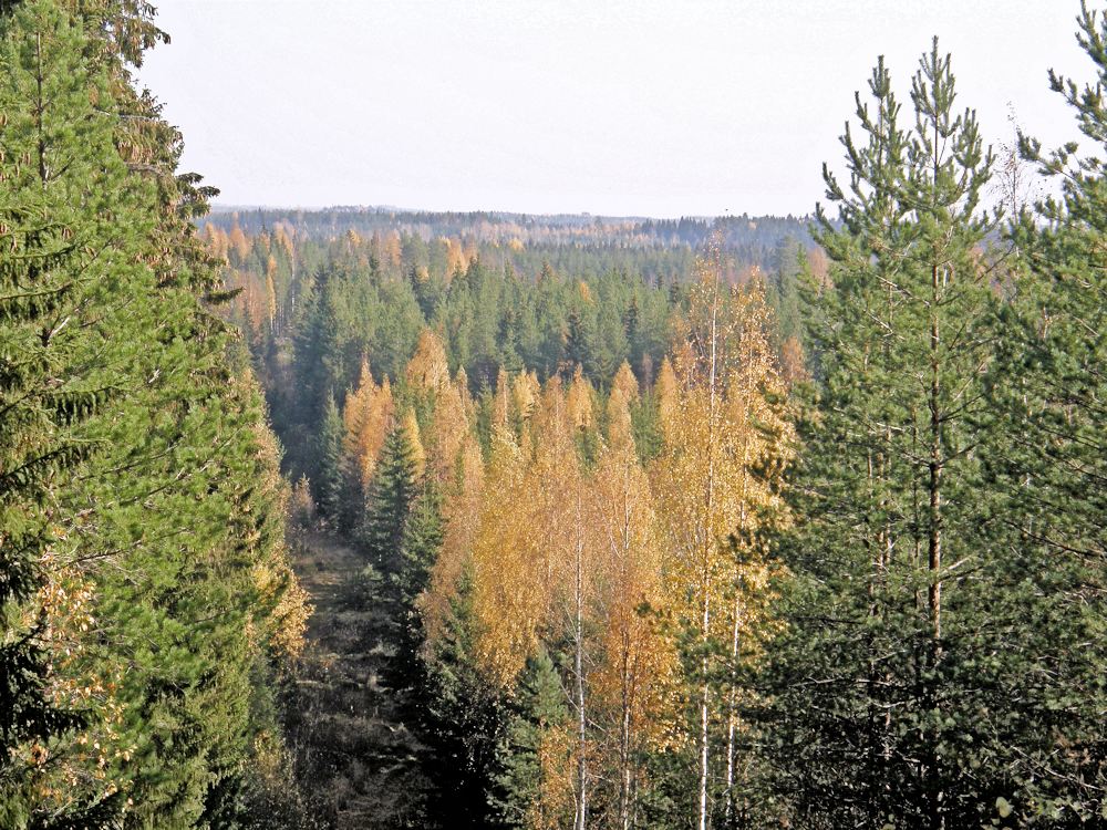 Maisema