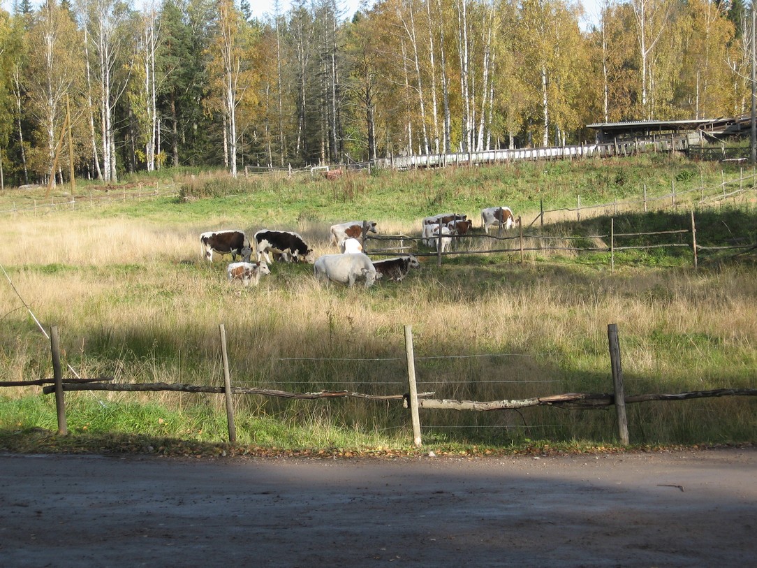 skata