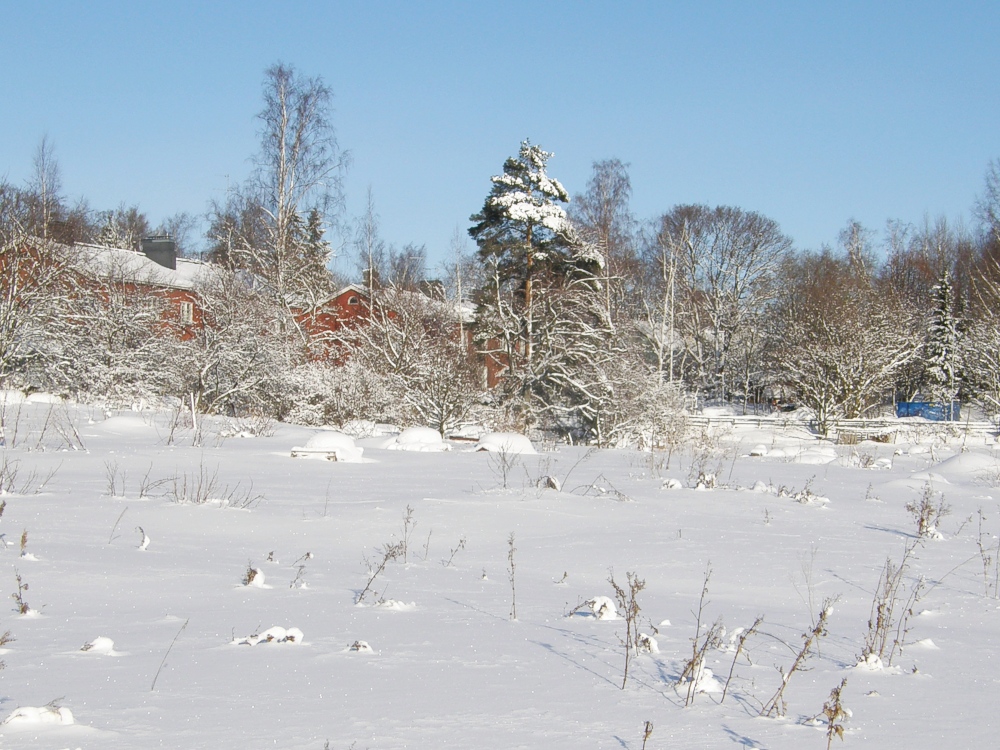 Talvi