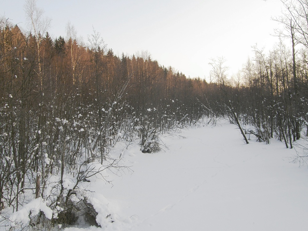 Talvi